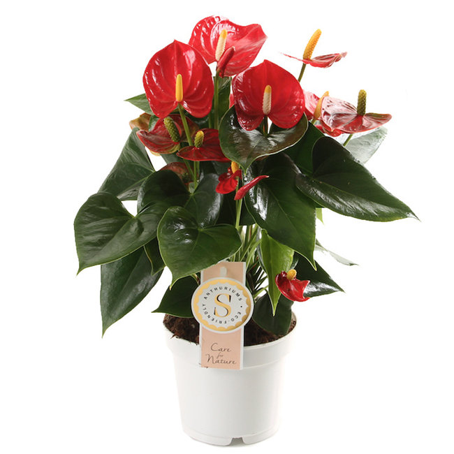 Anthurium Royal Red S