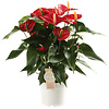 Anthurium Royal Red M