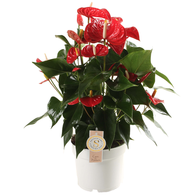 Anthurium Royal Red L