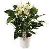 Anthurium White Champion L