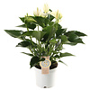 Anthurium White Champion S