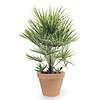 Chamaerops Humilis XL in TerraCotta