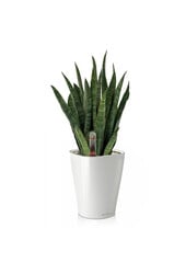 Sansevieria Kirkii in Zelfwatergevende Deltini