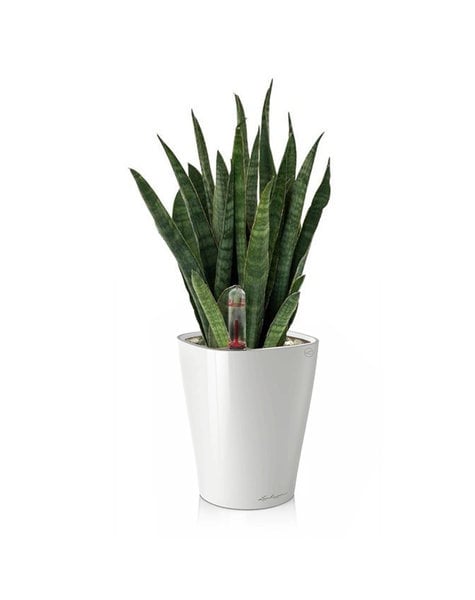 Lechuza Lechuza | Sansevieria