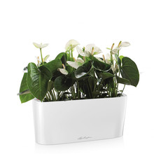 Lechuza Anthurium in Zelfwatergevende Delta