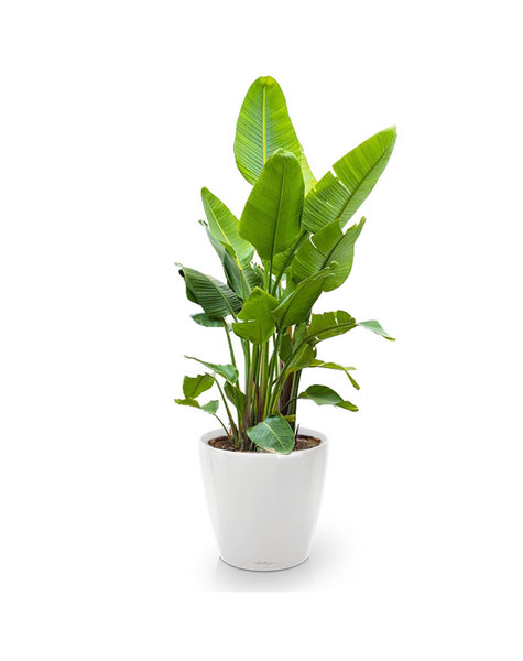 Lechuza Lechuza | Strelitzia