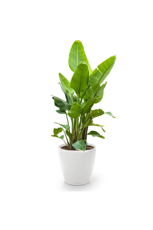 Strelitzia kingsize in Lechuza klassiek XXXL - Copy