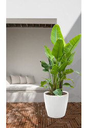 Strelitzia kingsize in Lechuza klassiek XXXL - Copy