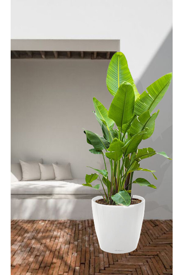 Strelitzia kingsize in Lechuza klassiek XXXL - Copy