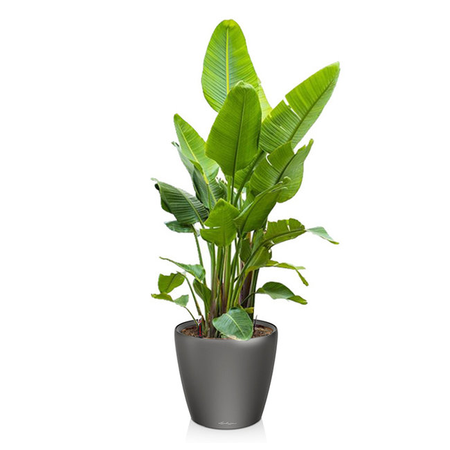 Strelitzia kingsize in Lechuza klassiek XXXL - Copy