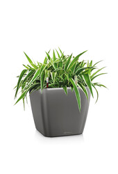 Spiderplant in zelfwatergevende Quadro