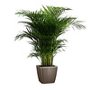 Goudpalm Areca in Zelfwatergevende Quadro