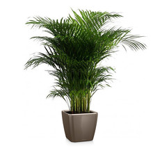 Lechuza Goudpalm Areca in Zelfwatergevende Quadro