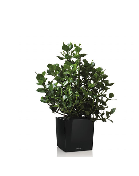 Lechuza Lechuza | Clusia