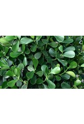 Clusia in zelfwatergevende Premium Brick