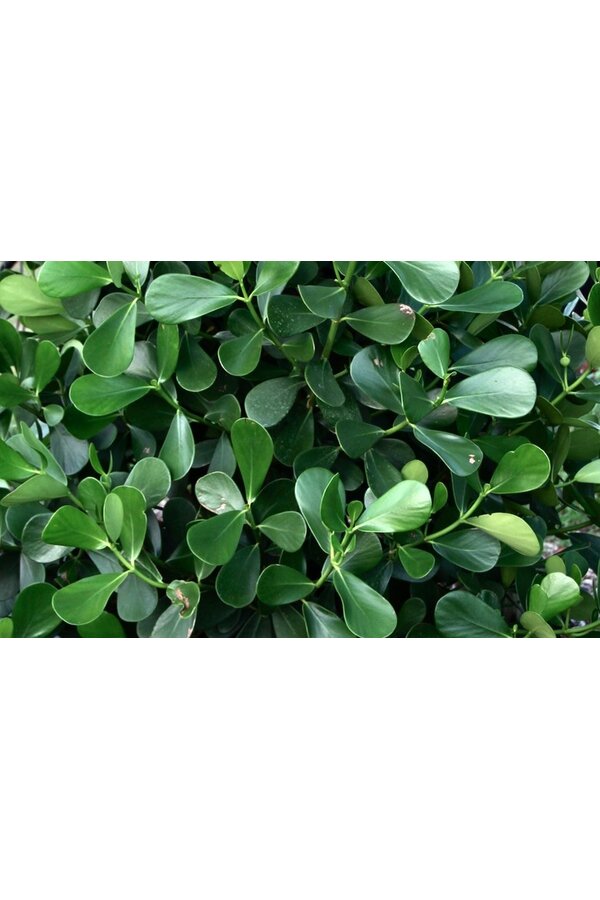 Clusia in zelfwatergevende Premium Brick