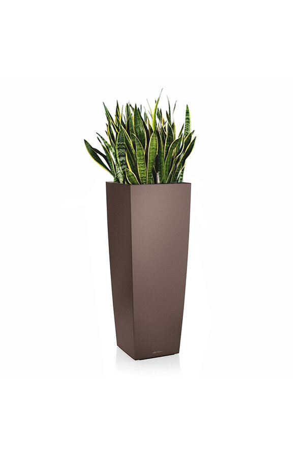 Sansevieria in Zelfwatergevende Alto