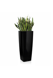 Sansevieria in Zelfwatergevende Alto