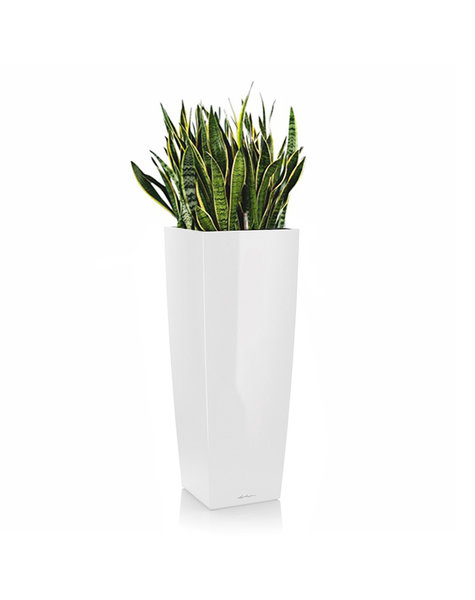 Lechuza Lechuza | Sansevieria
