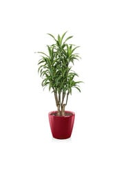 Dracaena lemon line in zelfwatergevende Classico