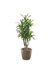 Dracaena lemon line in zelfwatergevende Classico