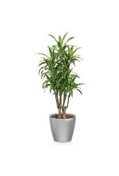 Dracaena lemon line in zelfwatergevende Classico