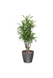 Dracaena lemon line in zelfwatergevende Classico