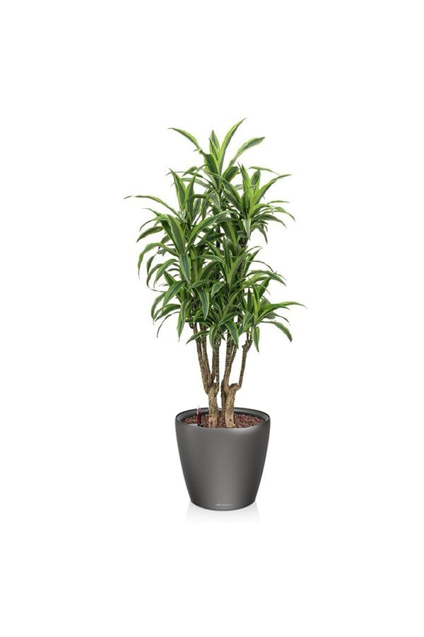Dracaena lemon line in zelfwatergevende Classico