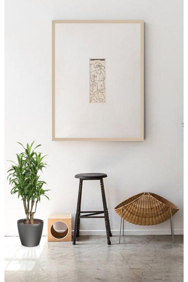 Dracaena lemon line in zelfwatergevende Classico