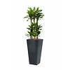 Dracaena Janet in Zelfwatergevende Runner