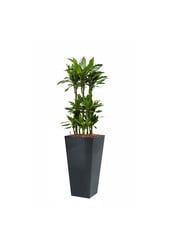 Dracaena Janet in Zelfwatergevende Runner