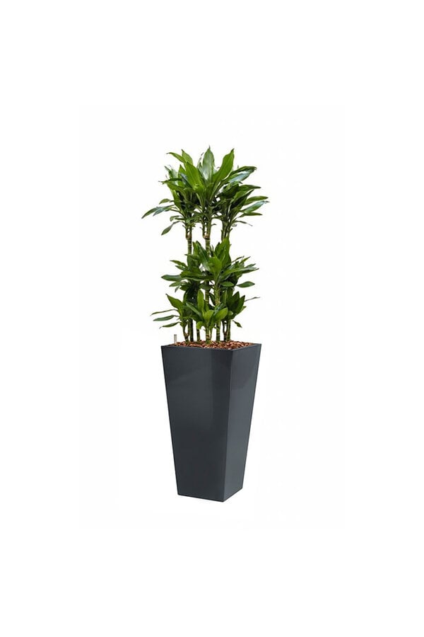 Dracaena Janet in Zelfwatergevende Runner