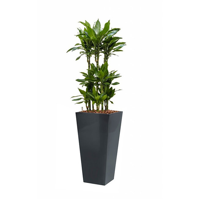 Dracaena Janet in Zelfwatergevende Runner