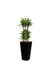 Dracaena Janet in Zelfwatergevende Runner