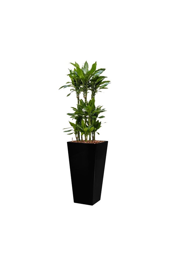 Dracaena Janet in Zelfwatergevende Runner