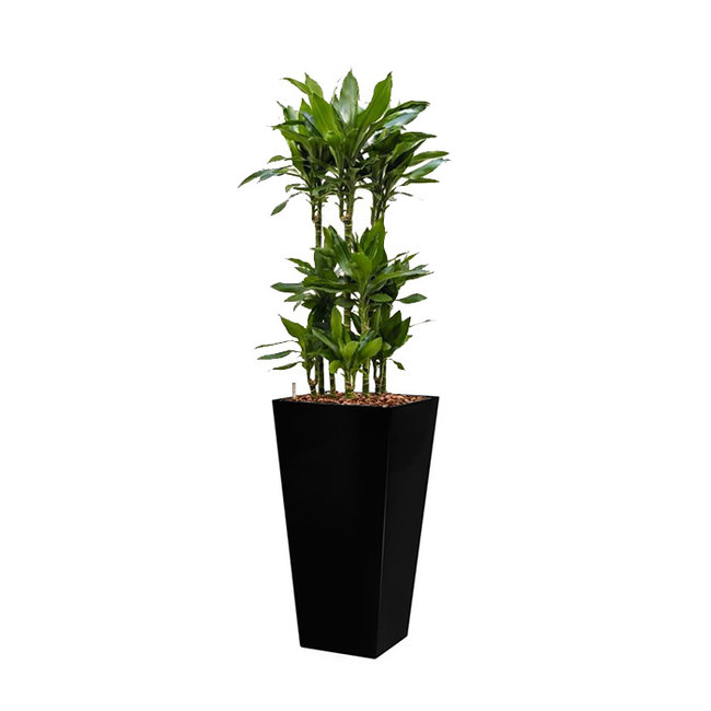 Dracaena Janet in Zelfwatergevende Runner