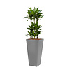 Dracaena Janet in Zelfwatergevende Runner