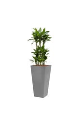 Dracaena Janet in Zelfwatergevende Runner