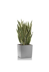 Sansevieria in zelfwatergevende Cube
