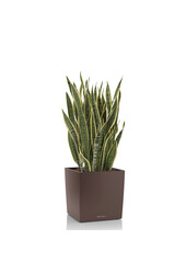 Sansevieria in zelfwatergevende Cube