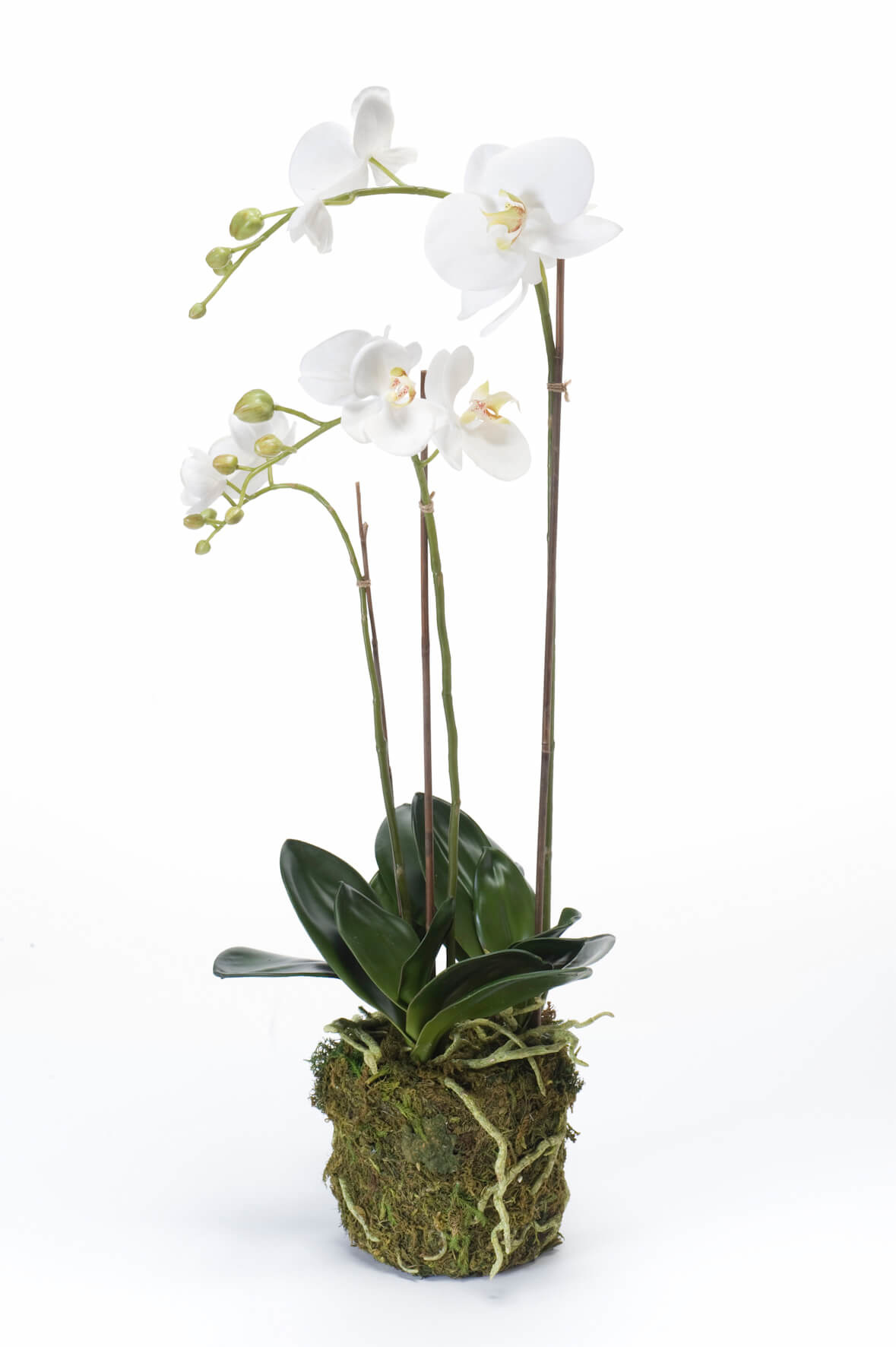 Leeuw Miljard straal Jouw Orchidee wit kunstplant online bestellen? - Fleurdirect