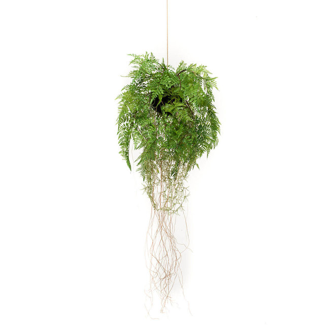 Fern Roots Hang  S kunstplant