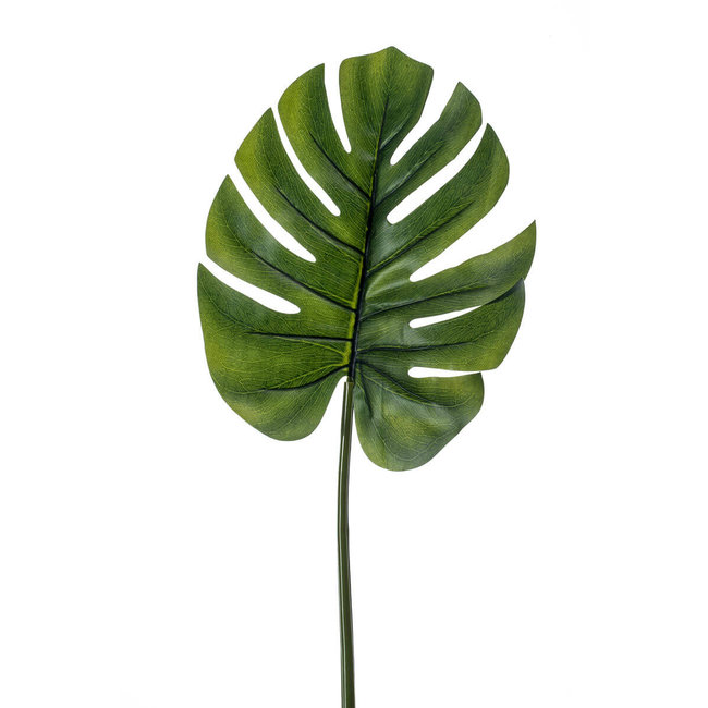 Monstera blad L