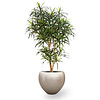 Kunstplant dracaena in Couple Champagne