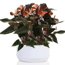 Anthurium