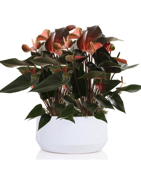 Anthurium