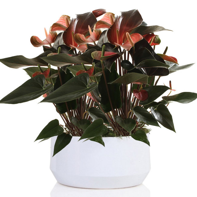 Anthurium Rainbow in keramiek pot