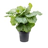 Calathea Orbifolia