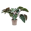 Philodendron Red Beauty L