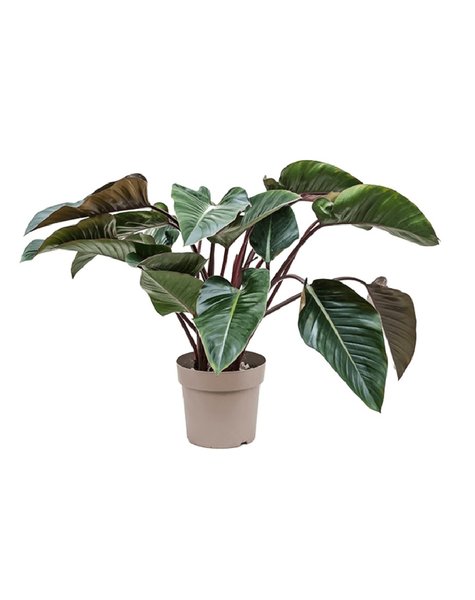 Philodendron